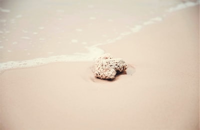 海边的白色贝壳